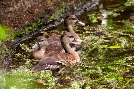 Three brown feathered female ducks swimming on the side of a pond filled with brown water and green leaves.の写真素材