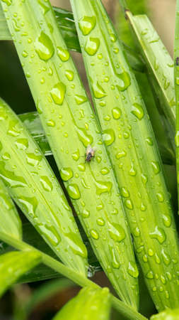 One small black fly with red eyes insect sitting on green leave with water drops.の写真素材