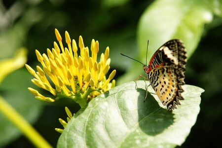 Backside view of yellow orange colorful butterfly with its wings upwards sitting on green leaf looking at yellow flower.の写真素材