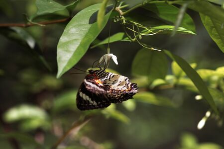 Side close-up view of black orange brown butterfly sitting upside down on white small flower eating its nectar to feed itself.の写真素材