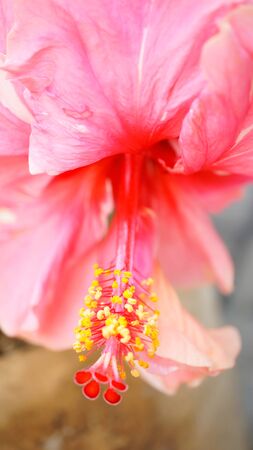 Closeup of pink petal flower with yellow blossom hanging down in nature.の写真素材