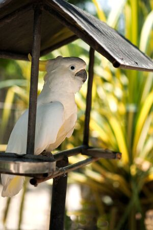 White cockatoo bird sitting in the shades underneath and sheltered by a roof at a bird park, Indonesia.の写真素材