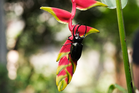 Male Rhinoceros beetle, Rhino beetle walking on branch of red flower.