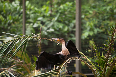 Great black cormorant bird in the morning sitting on branch of green palm tree looking sideways with spread out black wings.の写真素材