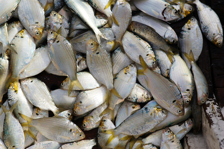 A lot of freshly caught silver colored fish with yellow tale placed and gathered in fishing boat.の写真素材