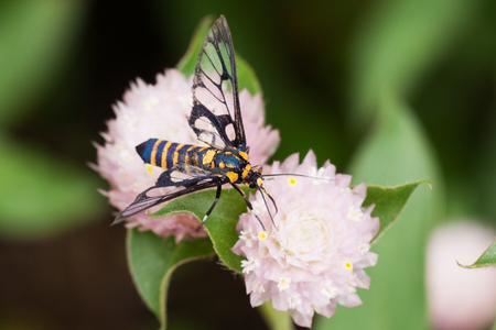 Black yellow bee collecting honey nectar from pink round flower at flower field in the morning.の写真素材
