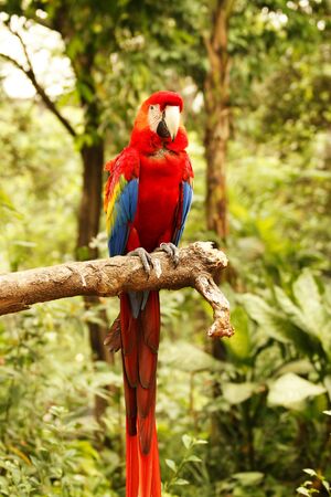 Red blue parrot sitting on wooden branch looking at me in camera in the forrest at daytime.
の写真素材