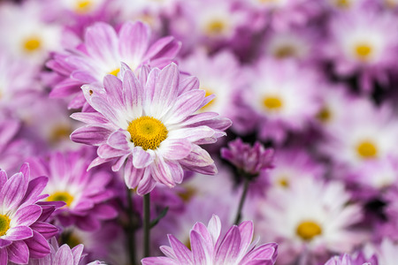 Purple chrysanthemums ,Soft focusの写真素材
