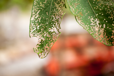 Leaf with holes, eaten by pestsの写真素材