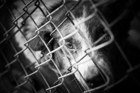 abandoned dog locked in a cageの写真素材