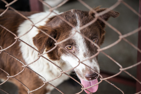 abandoned dog locked in a cage