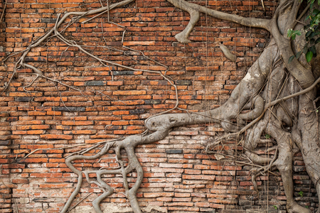 Root covered brick wallの写真素材
