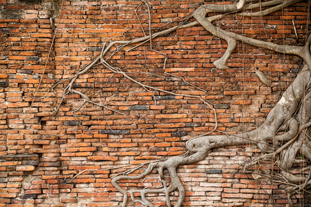 Root covered brick wallの写真素材