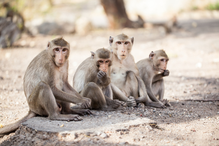 Monkeyの写真素材