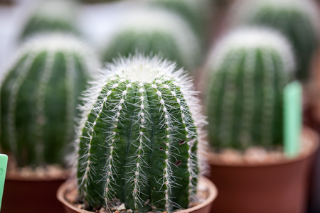 cactus plants, selective focusの写真素材