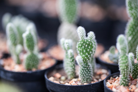 cactus plants, selective focusの写真素材