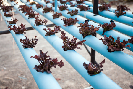 Hydroponic vegetable in farmの写真素材