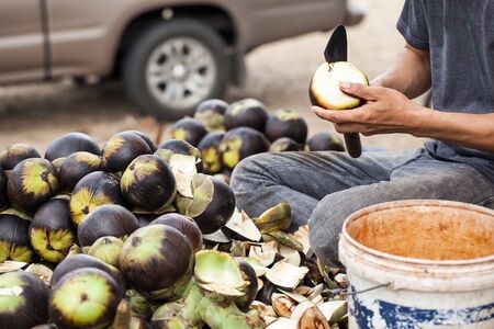 Man using a knife sheath a Asian Palmyra palm, Toddy palm, Sugar palm, Cambodian palm.の写真素材