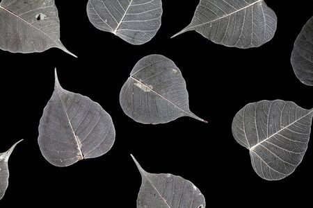 Dry leaf texture on black backgroundの写真素材
