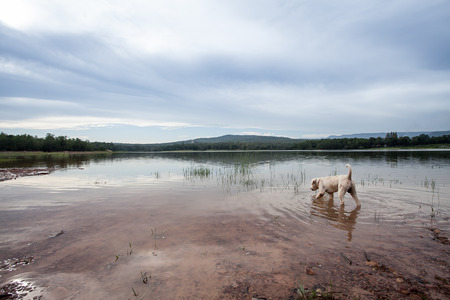 Dog in lagoon at sunsetの写真素材