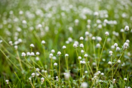 flower grassの写真素材
