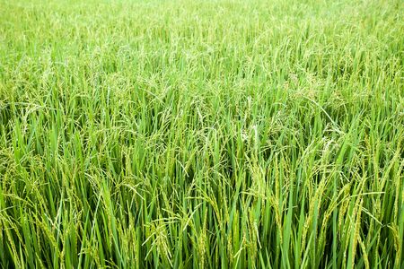 rice fieldの写真素材