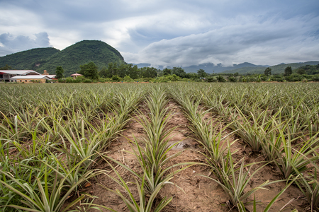 Pineapple farmの写真素材