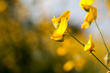 Sunn hemp (crotalaria juncea, Indian hemp)の写真素材