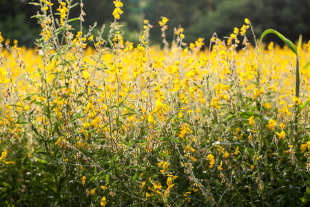 Sunn hemp (crotalaria juncea, Indian hemp)の写真素材