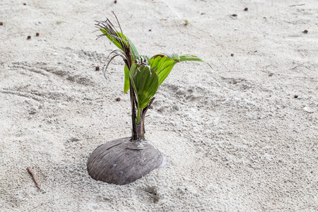 Coconut sapling on beachの写真素材