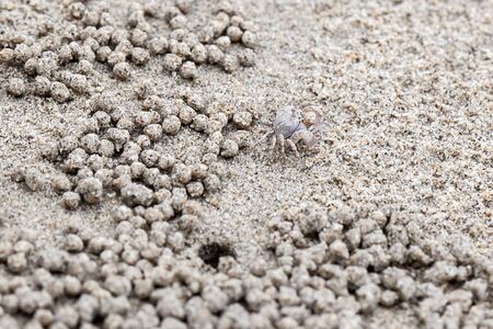 Tiny Ghost Crabs on beach