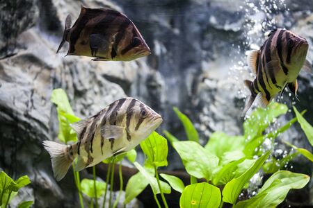 Siamese tiger fish