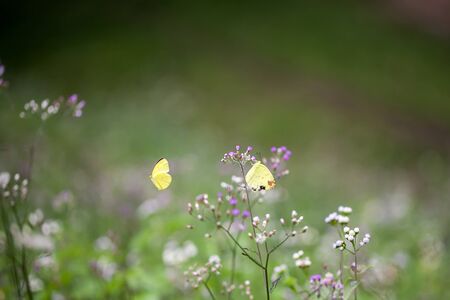 Butterfly on flowerの写真素材