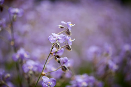 Purple flowers field (Murdannia giganteum), Soft focusの写真素材