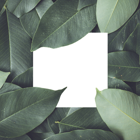 Green leaves background with white space