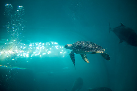 Sea turtleの写真素材