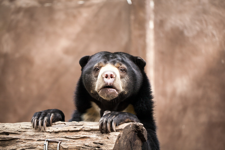 Malayan Sun Bear (Helarctos malayanus)の写真素材