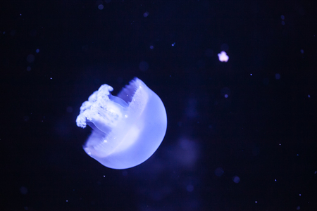 jellyfishの写真素材