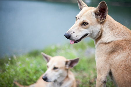 Two dog on green grassの写真素材