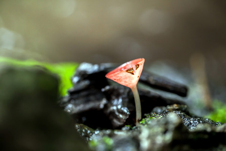 Close up of pink burn cup mushroom in forestの写真素材