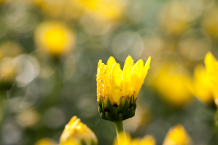 Yellow chrysanthemum flowersの写真素材