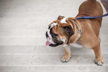 English bulldog playingの写真素材