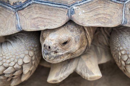close up of turtle