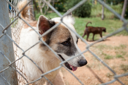 abandoned dog locked in a cageの写真素材