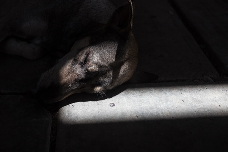 close up of sleeping dogの写真素材