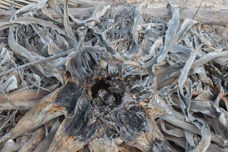 Dead plant with large dry leaves of gray and brown color in the sand of the beach of Guardamar in Spainの写真素材