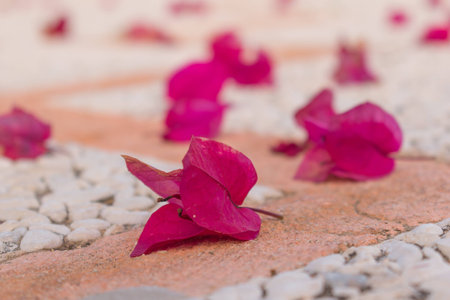 Red flowers with a beautiful blue sky backgroundの写真素材