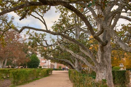 Trees in the garden of the Parterre in autumn with cloudy sky. Aranjuez, Madrid, Spain