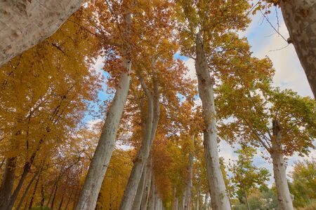 Trees with brown leaves in the garden of the Parterre in autumn with cloudy sky. Aranjuez, Madrid, Spainの写真素材
