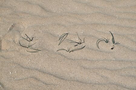 Close-up of some plants in the dunes of Corralejo in Fuerteventura, Canary Islands, Spain